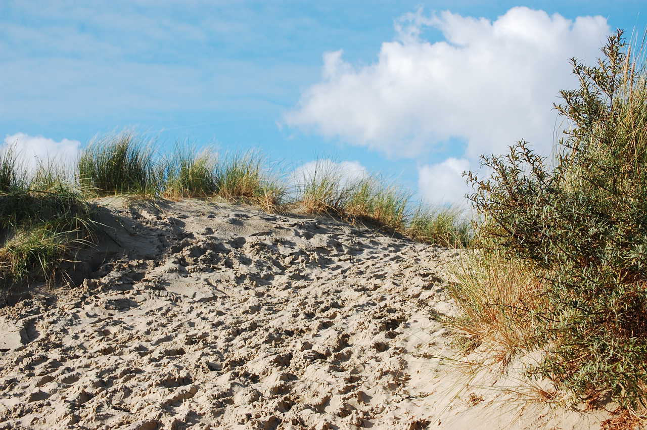 Hier geht es zum Brouwersdam Strand